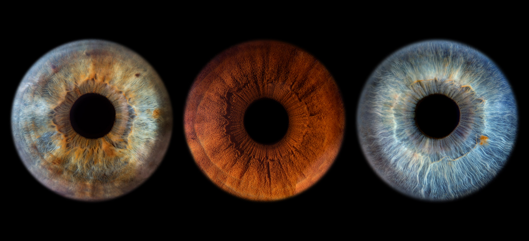 Družinsko slikanje oči, šarenic. Družinsko slikanje oči, šarenic.